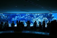 沖縄美ら海水族館　*感激！！体験談*