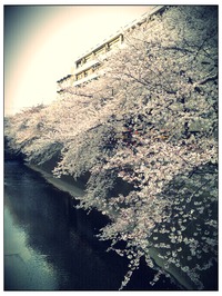 【春爛漫】 2012/04/10 08:38:28