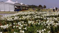 伊江島ゆり祭り♪ 2008/04/27 12:00:14