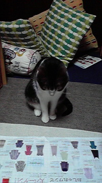 実家の夢ちゃん、そして小春の・・・ 2008/07/23 10:20:28