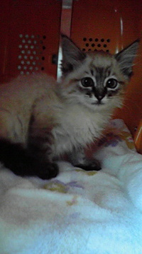 新しい家族！ 2008/07/01 10:13:05