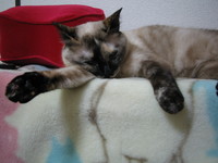 羊毛フェルトで作ったペルちゃん。 2008/07/21 21:00:46