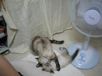 日々成長。 2008/07/11 19:32:56