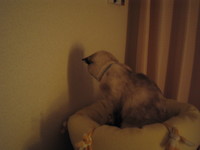 ジーーーっと・・・・・。 2008/04/30 20:21:32