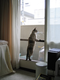 何か見える？ 2008/06/10 17:45:43