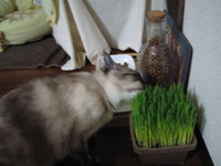 初めての猫草。 2008/07/09 10:00:00
