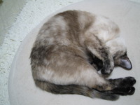 寝顔・・・ｚｚｚ 2008/07/18 09:16:28