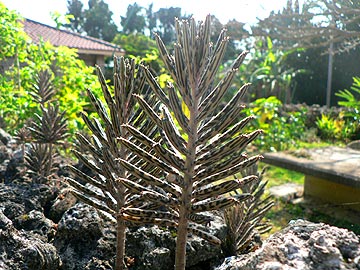 キンチョウ(ニョキニョキ草)