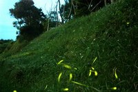 5月8日　陸生ボタル 2006/05/09 20:56:51