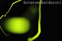 クメジマボタル出現情報5 2007/04/22 08:42:00