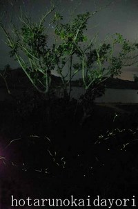 クメジマボタル出現情報4 2007/04/21 08:45:00