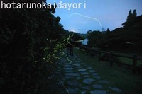 クメジマボタル出現情報６ 2007/04/23 13:39:58