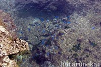 熱帯魚の家　清掃活動 2007/03/08 14:21:24