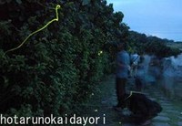 クメジマボタル出現情報１１ 2007/05/01 18:23:00