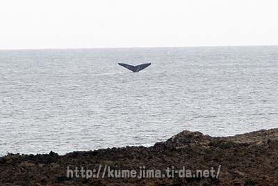陸からホエールウォッチング