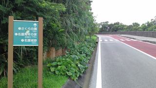 散歩道