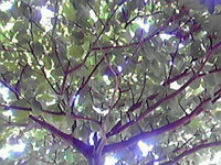 沈黙 2008/07/15 21:26:51