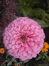 おはよう様 2008/07/10 06:44:49