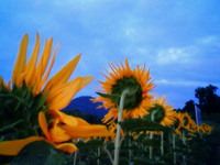 後ろ姿 2008/07/31 21:29:17