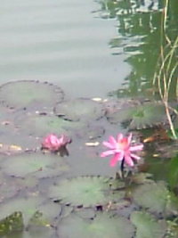 蓮の花のように