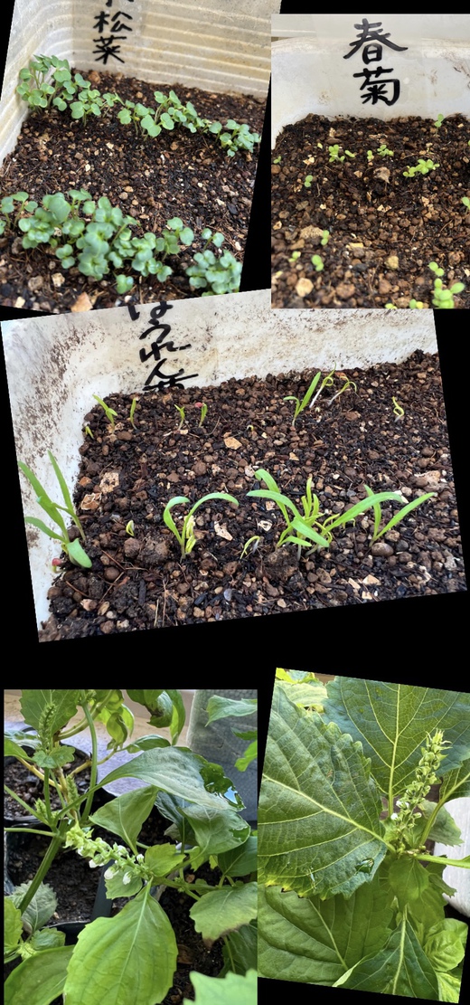 土曜日はお野菜仕入れ〜 土曜日はお野菜仕入れ〜