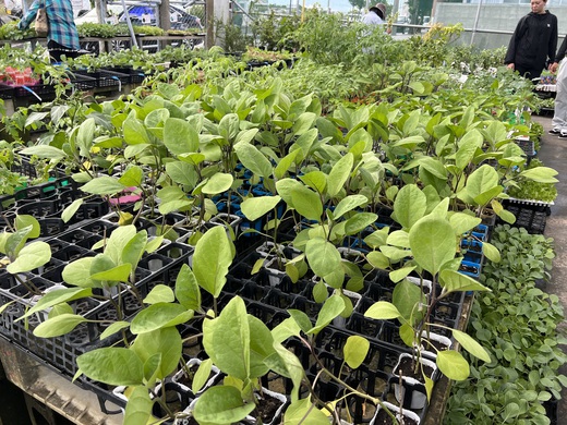 土曜日はお野菜仕入れ〜 土曜日はお野菜仕入れ〜