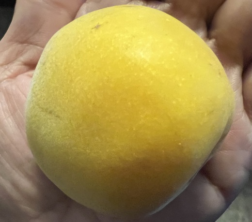 酔処 玉川 酔処 玉川