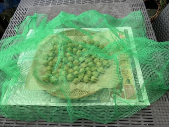 梅を干す 梅を干す
