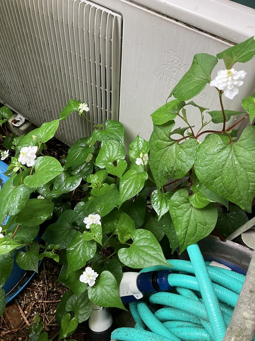 一日中雨 一日中雨