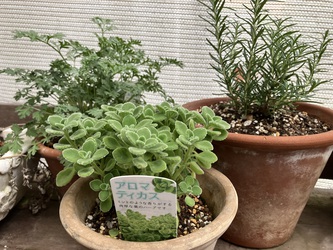 アスパラベーコン アスパラベーコン