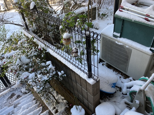 大雪 大雪