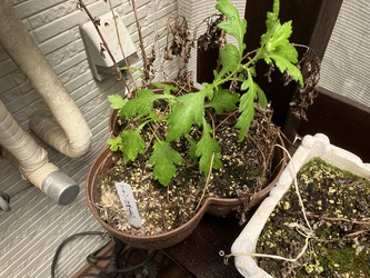 植物生活 植物生活