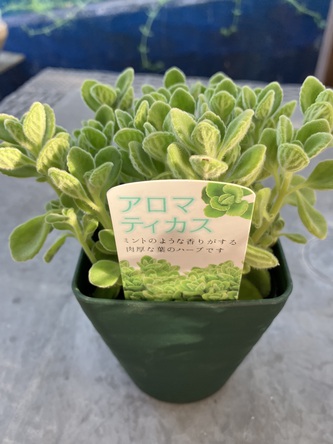 言われたこと、やってみる 言われたこと、やってみる