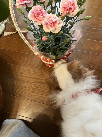 お花もらう お花もらう