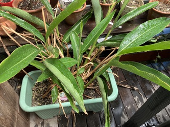 植物生活 植物生活