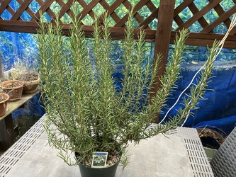 植物生活 植物生活