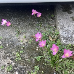 遅ればせながら〜旧暦8月の「屋敷御願」と「八日火」終えました♪ 遅ればせながら〜旧暦8月の「屋敷御願」と「八日火」終えました♪