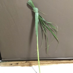 遅ればせながら〜旧暦8月の「屋敷御願」と「八日火」終えました♪ 遅ればせながら〜旧暦8月の「屋敷御願」と「八日火」終えました♪