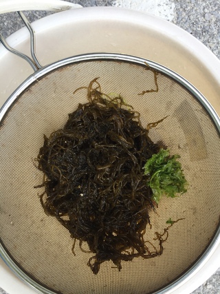 浜下り行って来ました 浜下り行って来ました