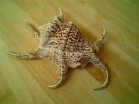魔除け 2007/08/30 09:33:16