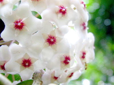 花 華 はな