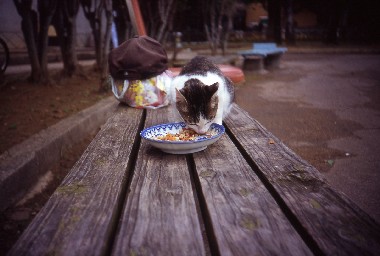 スローライフってどうよ?