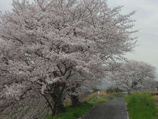 今日は、お天気がいいので、桜の木の下に、ゴミ拾いに行ってまいりましたよ＾＾