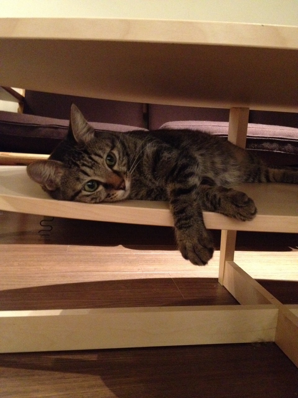猫カフェのネコちゃん②