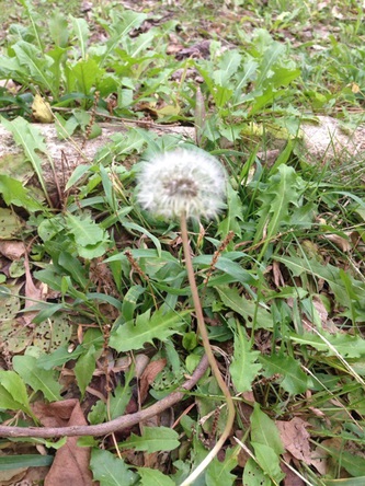 オレンジがほんわかな気持ちになった♪ オレンジがほんわかな気持ちになった♪