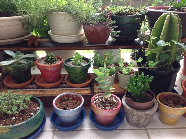 ハーブと多肉植物 ハーブと多肉植物