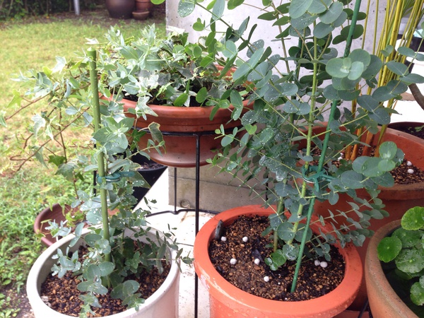 ハーブと多肉植物 ハーブと多肉植物