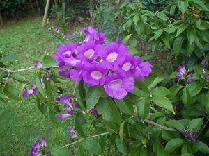 やいま村は花いっぱい♪