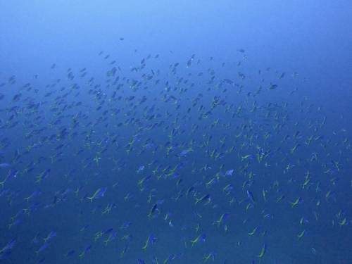 トライアングル〜大潮 トライアングル〜大潮