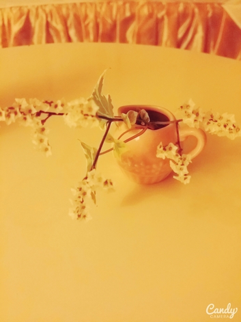 ♡お詫び♡ ♡お詫び♡